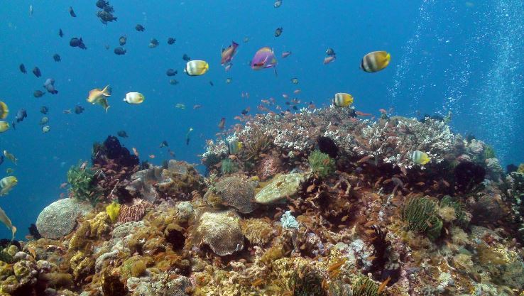 vacation-key_pamilacan_coral-garden